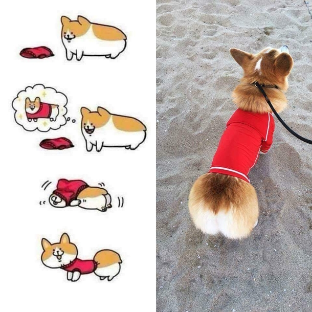 Doggo does a shrinko