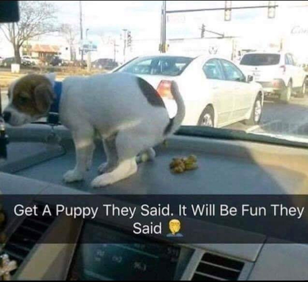 Doggo doesnt care