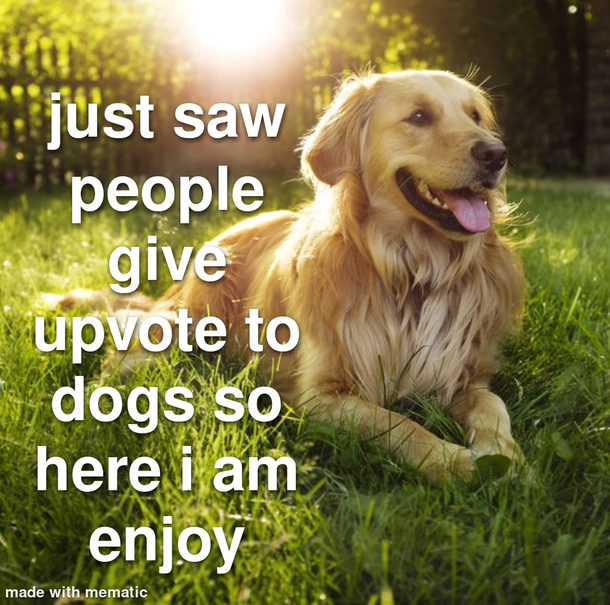 Doggo love you all