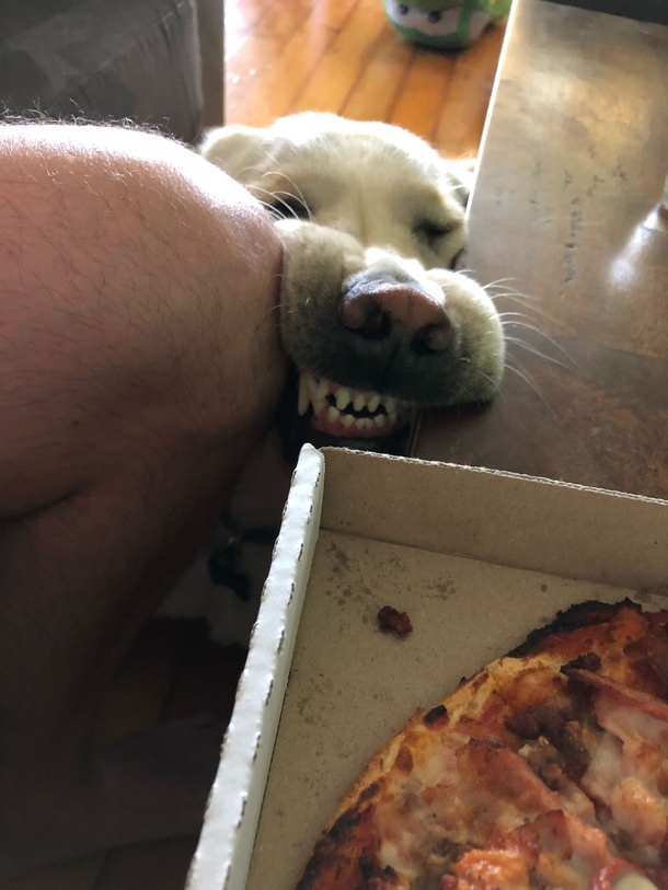 Doggo wants some pizza