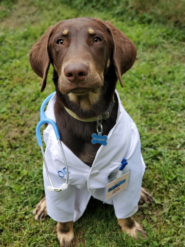 Doggy Daycare did a professions photo shoot today and our pup looks like hes about to give bad news after a colonoscopy