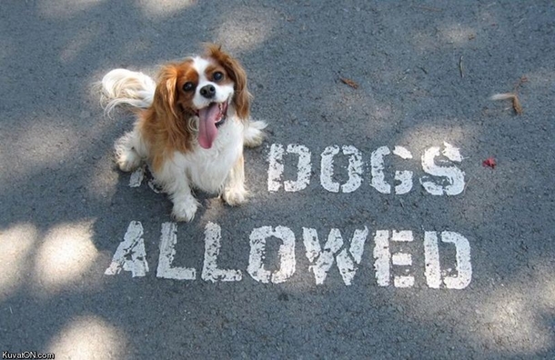 Dogs allowed