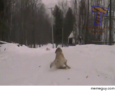 Dogs are awesome in snow