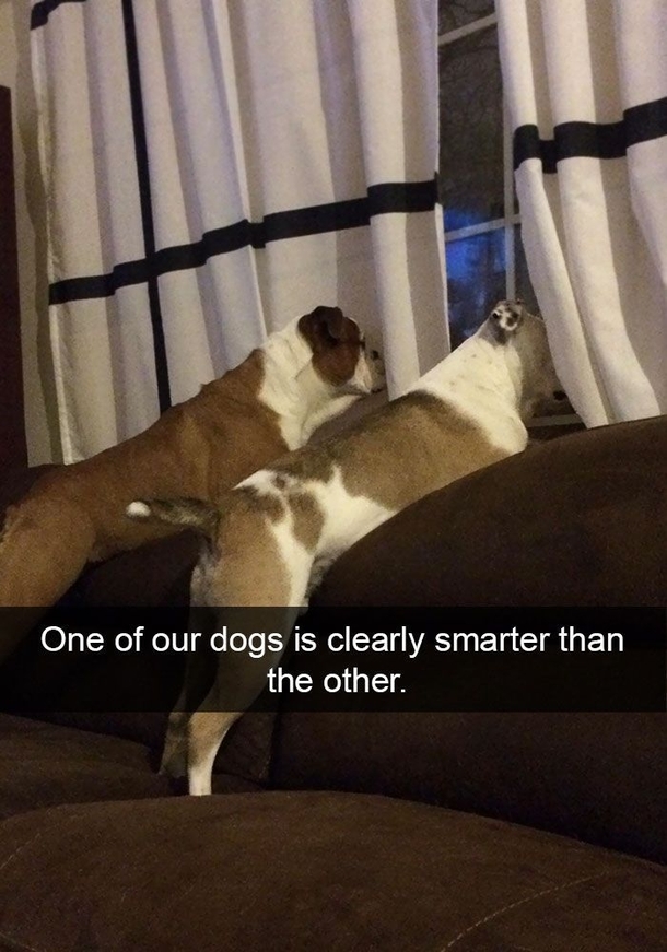Dogs are definitely smarter than humans