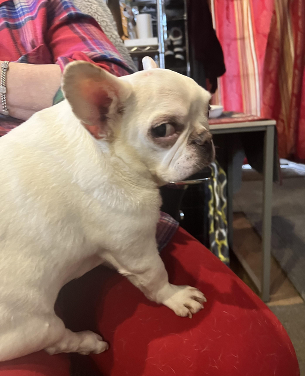 Dogs are hands down my favorite kind of people Heres Mr White giving the Side-Eye
