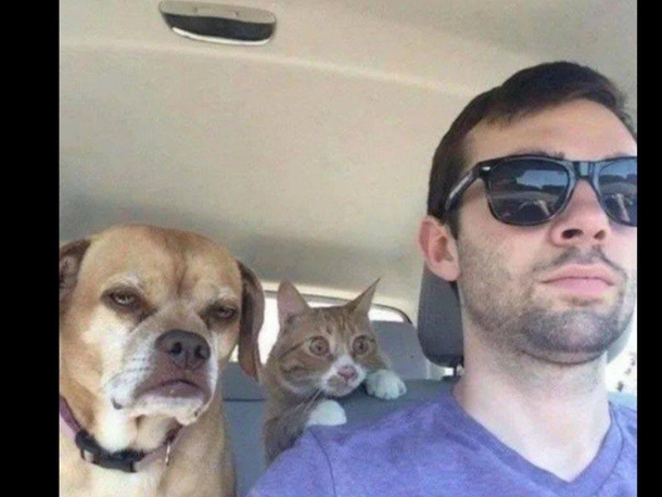 Dogs been driving for  years but its a first time for the cat
