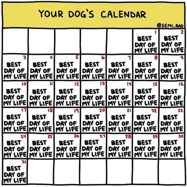 Dogs Calendar