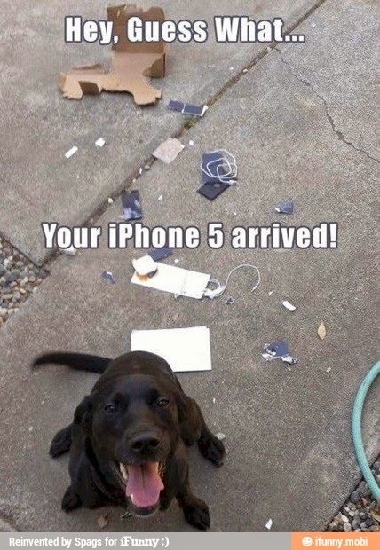 Dogs can ruin your day