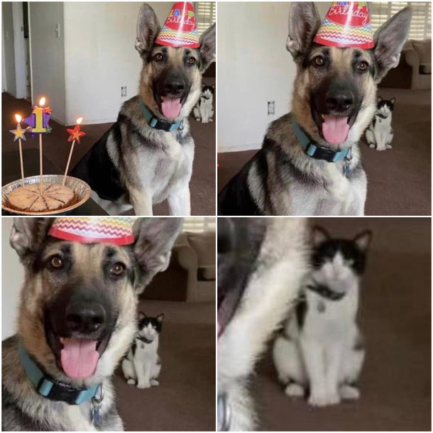 Dogs first birthday Cat not amused 