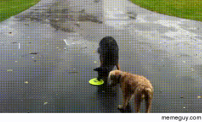 Dogs forgot how to frisbee