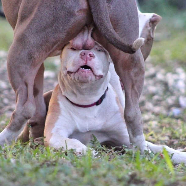 Dogs have bad days too