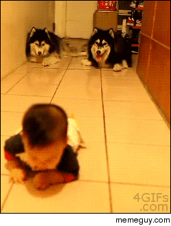 Dogs imitate crawling baby