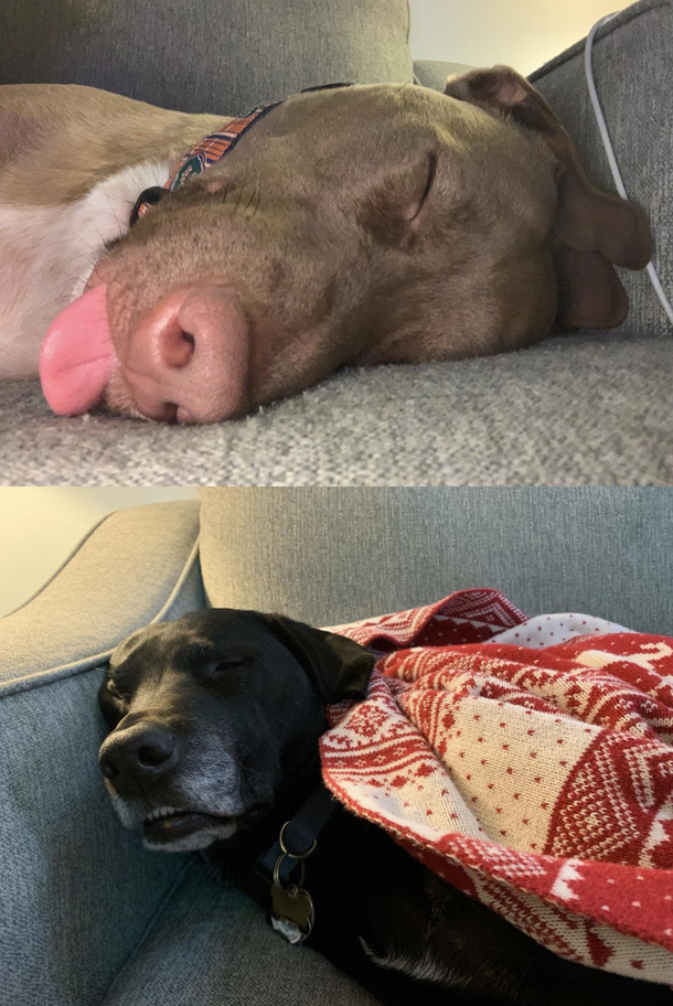 Dogs learned how exhausting it is to have  young kids in the house for  days