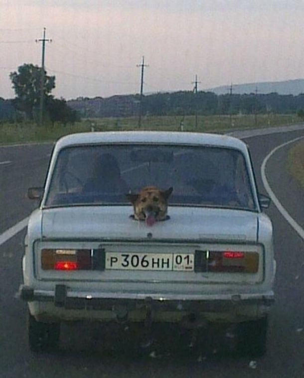 dogs like to look at the road