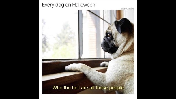 Dogs on Halloween