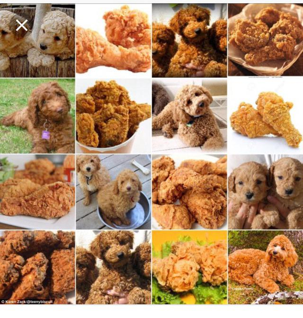 Dogs or fried chicken
