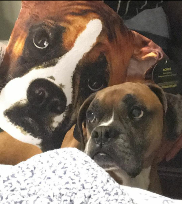 Dogs reaction to a pillow of a boxer head - is this some sort of sick joke
