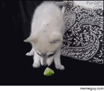 Dogs reaction to lime