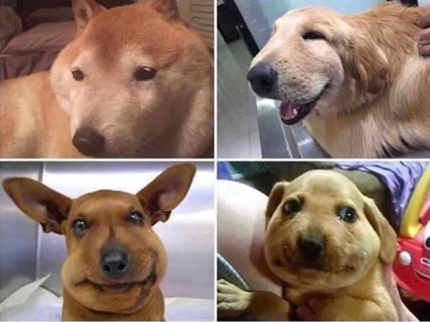 dogs that ate bees