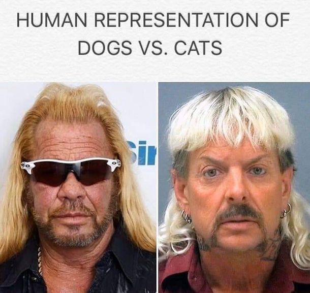 Dogs vs cats