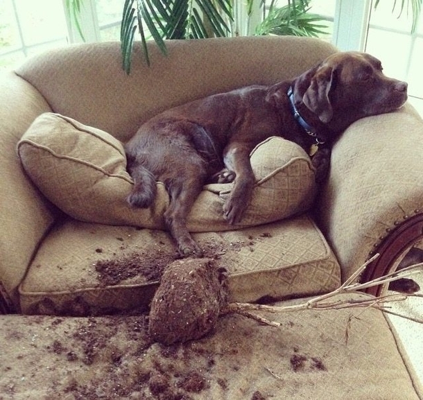 Dogs will be dogs