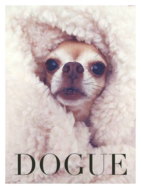 Dogue Fall 