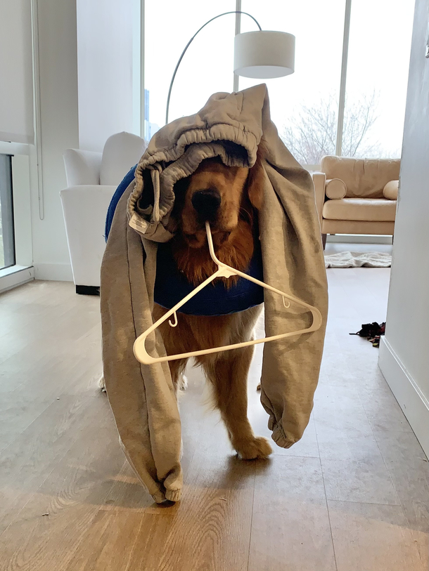 Doing laundry is always interesting when Louie is around