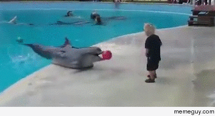 Dolphin and a kid having fun
