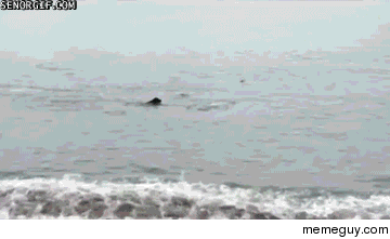 Dolphin chasing a dog