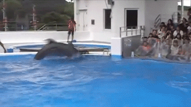 Dolphins playing catch with each other