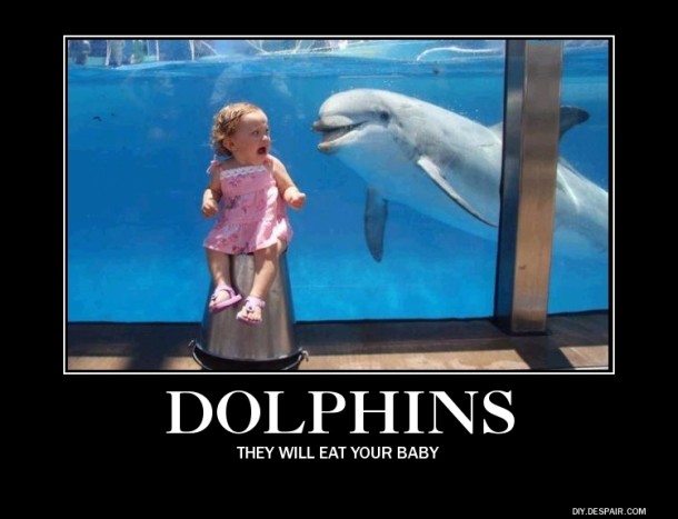 Dolphins They Will Eat Your Baby
