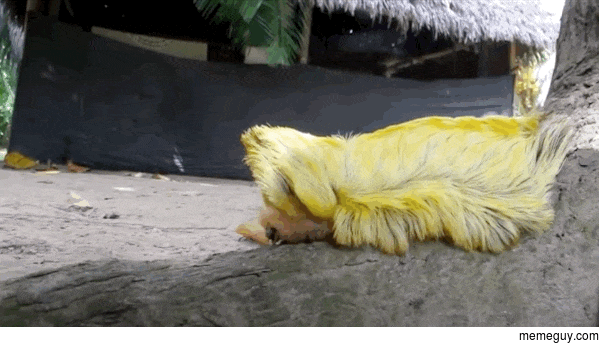 Donald Trumps hair piece caught fleeing to Mexican border