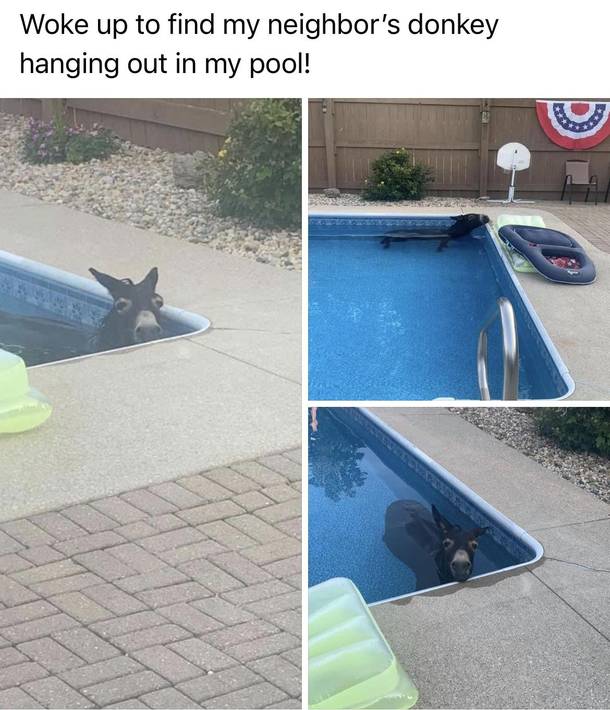 Donkey Pool Time