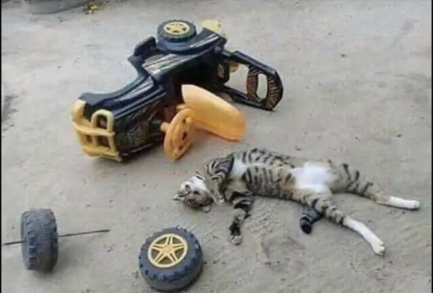 DONT CATNIP AND DRIVE