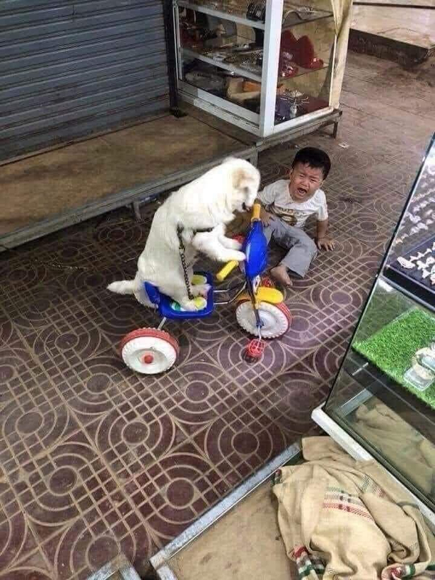 Dont cry hooman Ill just borrow it for a moment