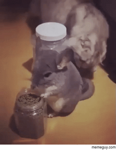 Dont disturb me I am eating