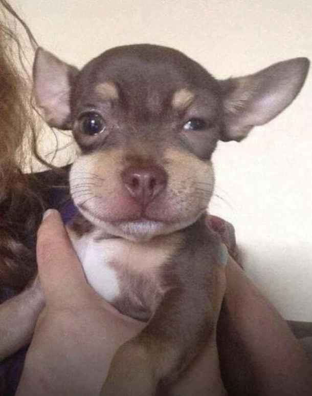 Dont eat bees