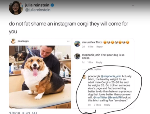 Dont fat shame a corgi or they will come after you