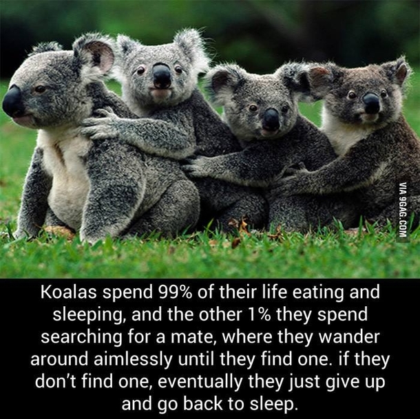 Dont know how accurate this is but it looks like Im a Koala 