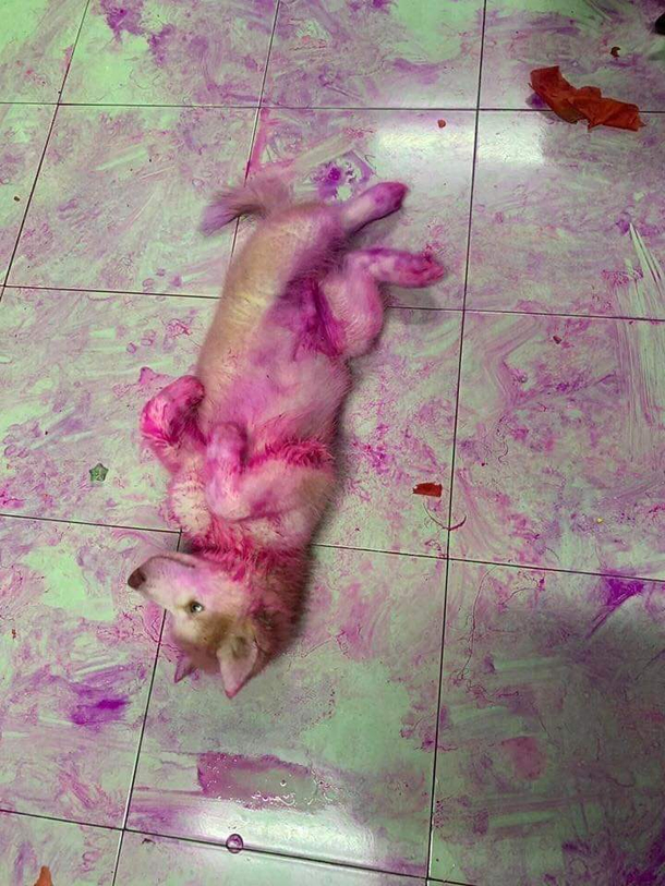 Dont leave your dragonfruit with your dog