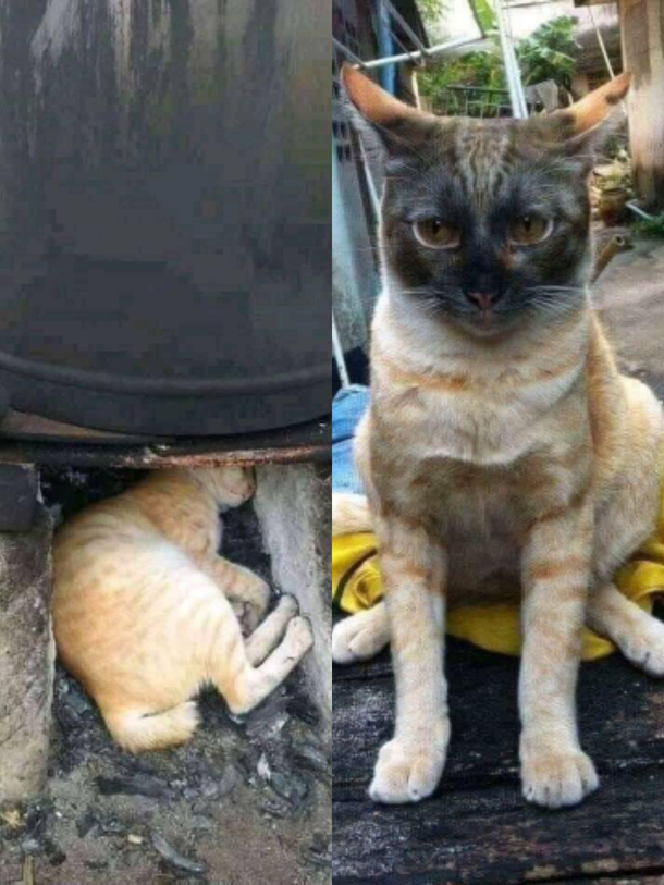 Dont let your cat play in the coal