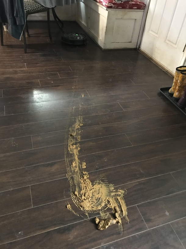 Dont let your dog be in the same room as your robot vacuum unsupervised