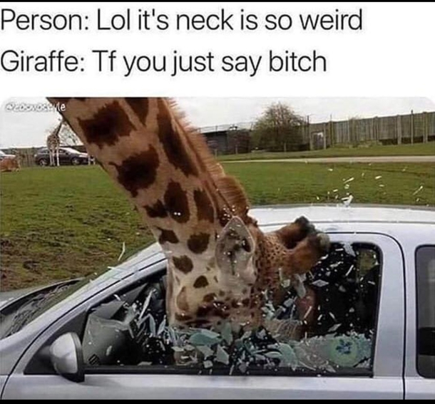 Dont mess with a giraffe