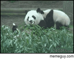 Dont mess with pandas when theyre busy