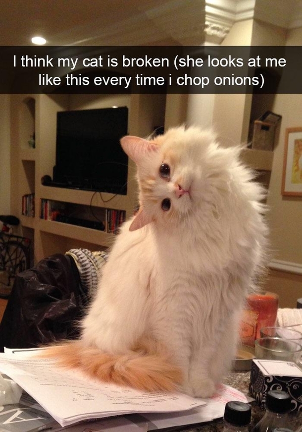 Dont mess with the cat