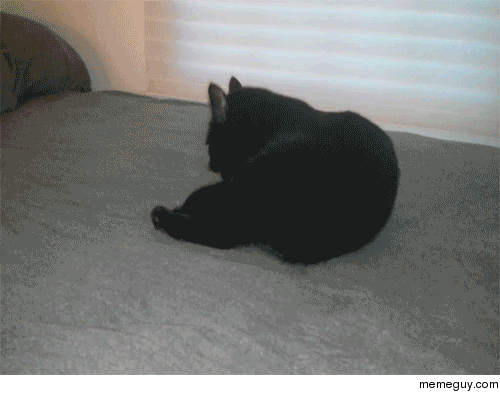 Dont mess with this cat