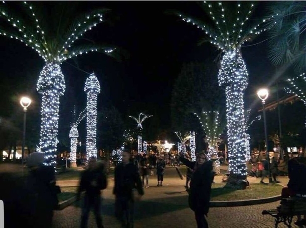 Dont put Christmas lights on palm trees