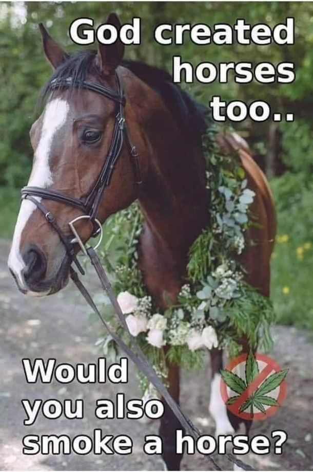 Dont smoke horses