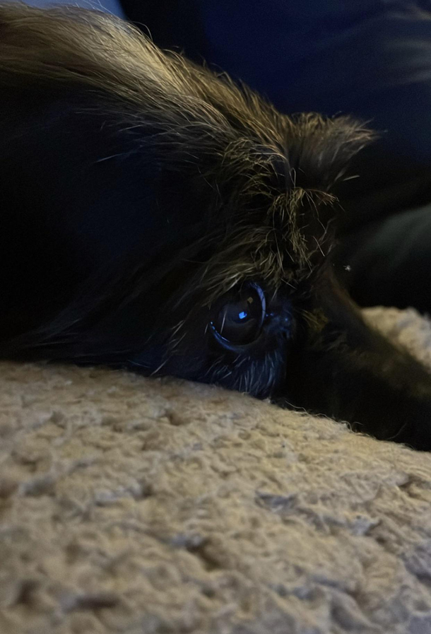 Dont think Buddy likes scary movies