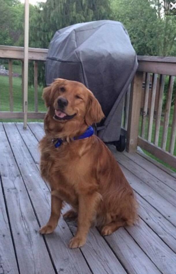 Dont worry-- Your secrets safe with my dog